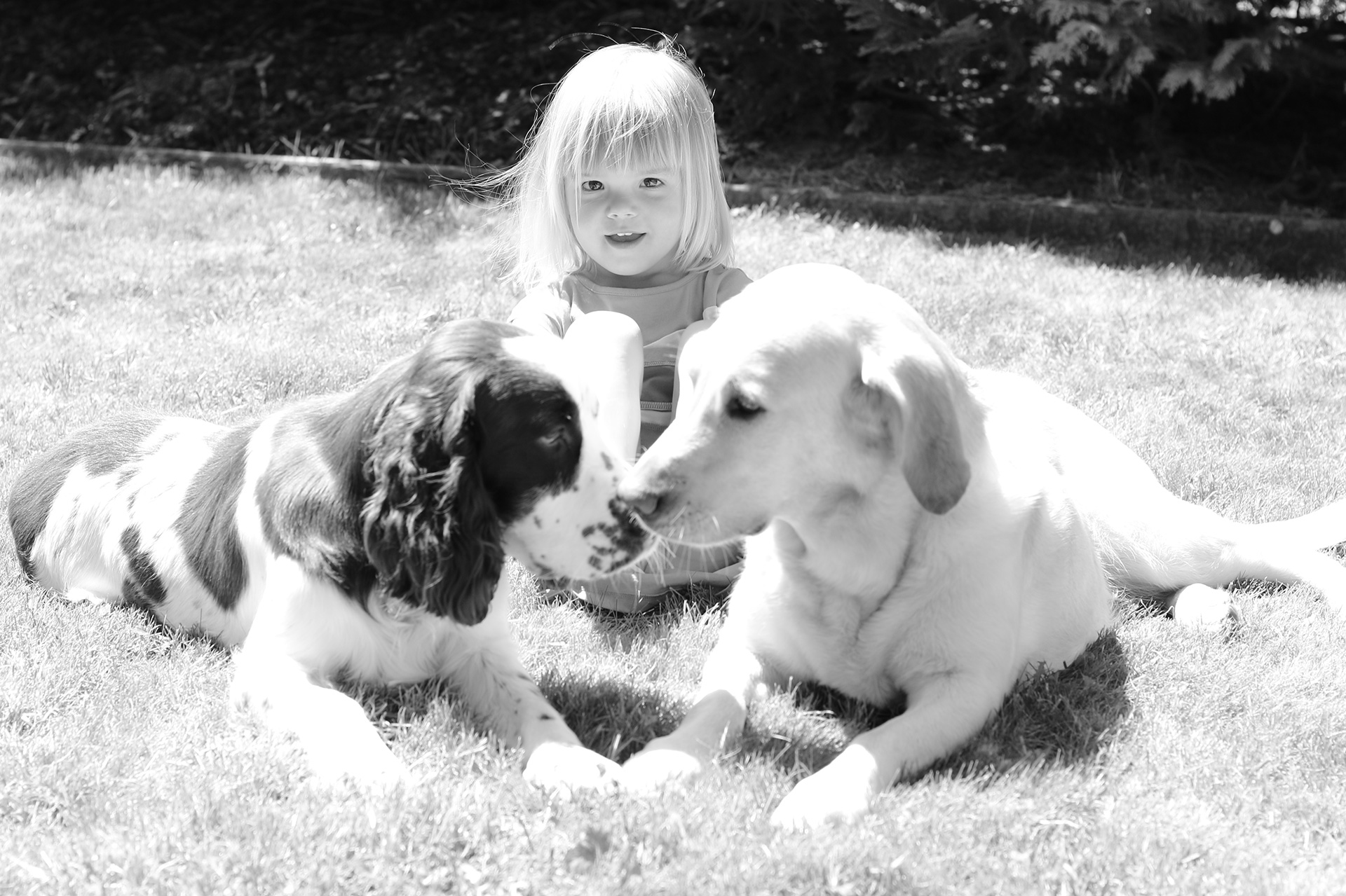 hund2
